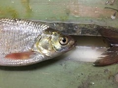 Leuciscus idus