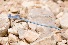 Arabicnemis caerulea