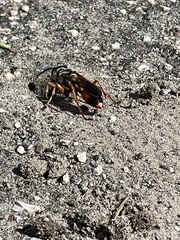 Sphex dorsalis