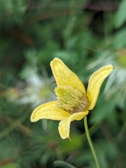 Clematis tangutica