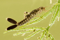 Arabicnemis caerulea