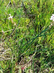 Wurmbea stricta