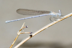 Arabicnemis caerulea