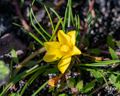 Moraea fugacissima