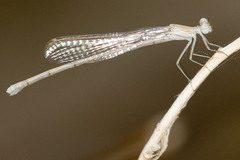 Arabicnemis caerulea