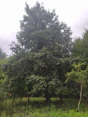 Alnus cordata