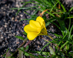 Moraea fugacissima