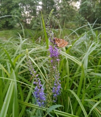 Melitaea