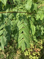 Phellodendron amurense