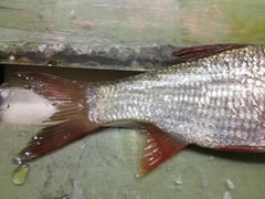 Leuciscus idus