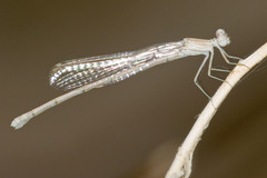 Arabicnemis caerulea