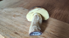 Leccinellum crocipodium