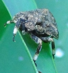 Gelastocoridae