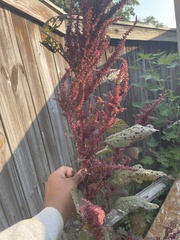 Amaranthus cruentus