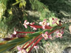 Struthiola macowanii