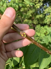 Phellodendron amurense