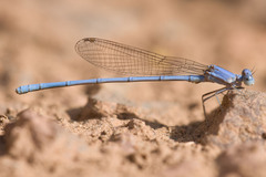 Arabicnemis caerulea