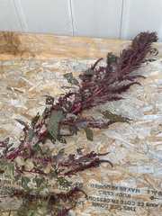 Amaranthus cruentus