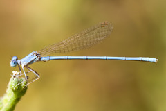 Arabicnemis caerulea