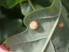 Parallelodiplosis galliperda