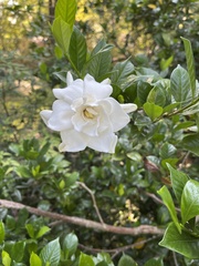Gardenia