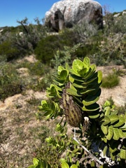 Gomphocarpus cancellatus