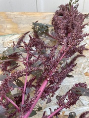 Amaranthus cruentus
