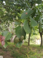 Alnus cordata