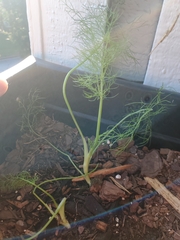Foeniculum vulgare