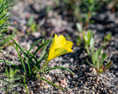 Moraea fugacissima