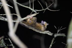 Potos flavus