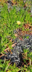 Carpobrotus edulis