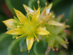 Phedimus kamtschaticus