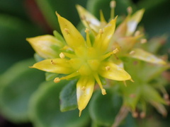 Phedimus kamtschaticus