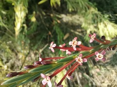 Struthiola macowanii