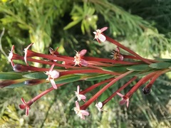 Struthiola macowanii