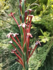 Struthiola macowanii