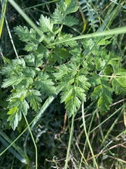 Anthriscus sylvestris