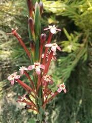 Struthiola macowanii