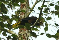 Psarocolius angustifrons