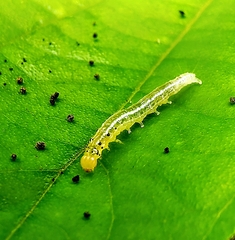 Haritalodes derogata