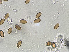 Pholiotina rugosa