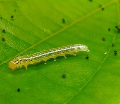 Haritalodes derogata