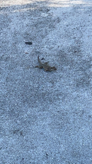 Leiocephalus carinatus