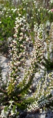 Erica imbricata