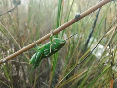 Catantopinae