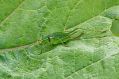 Polysarcus denticauda