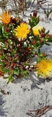 Lampranthus