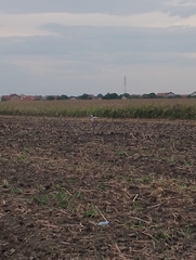 Streptopelia decaocto