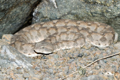 Echis omanensis
